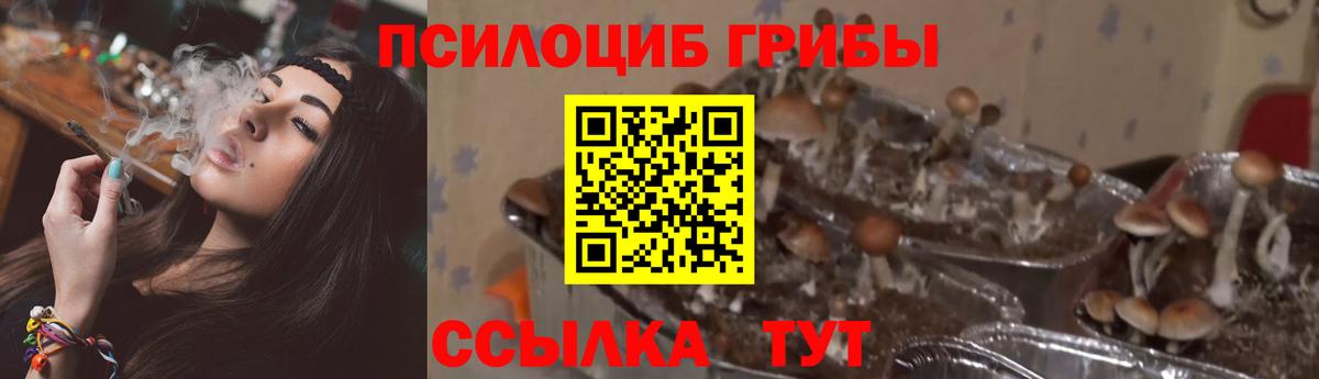 Псилоцибиновые грибы Psilocybine cubensis Одинцово